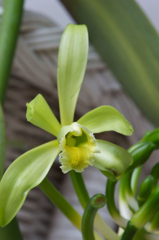The seed pods of the climbing tropical orchid Vanilla planifolia are where we get vanilla essence from.