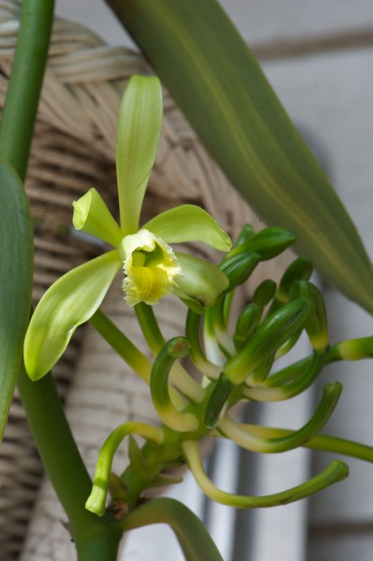 Vanilla orchid. The Vanilla planifolia has the most intriguing and beautiful lime green flowers that are produced in abundance throughout the spring months.