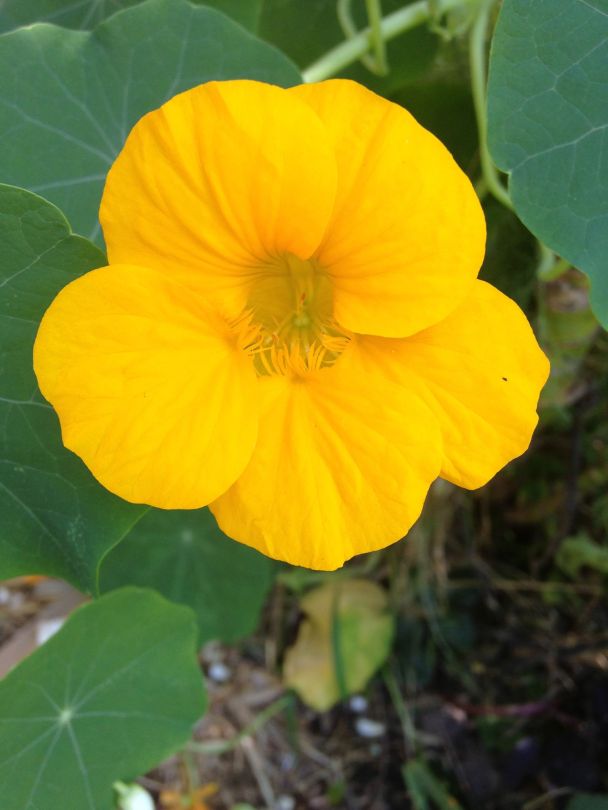 The Nasturtium is one of the easiest edible flowering plants to grow. You can use the flowers and leaves in salads and the bees just love them too