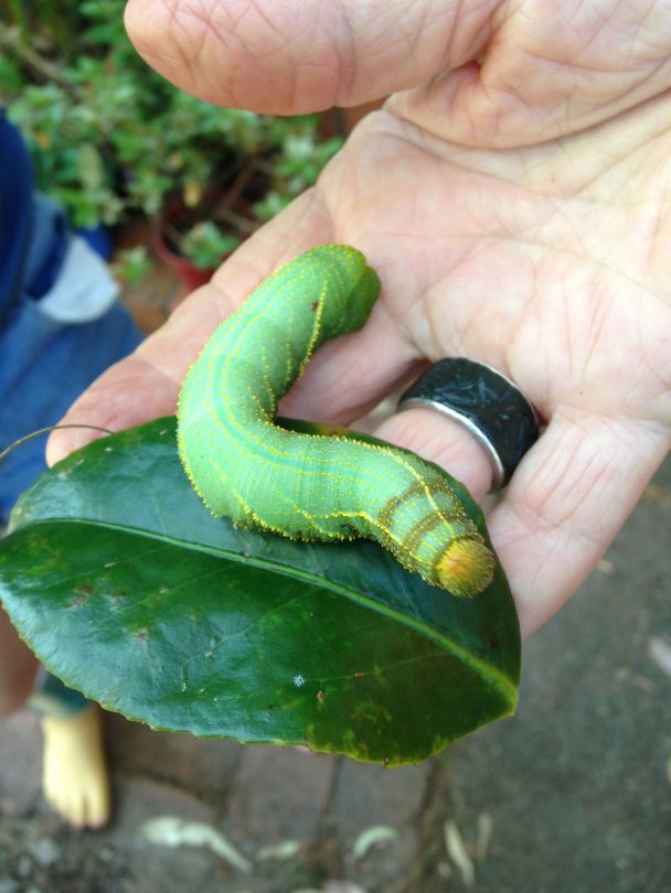 This is the caterpillar of the double headed Hawk Moth. Getting rid of such wonderful creatures in the garden means you will reducing the number of butterflies and moths, which is never a good thing.