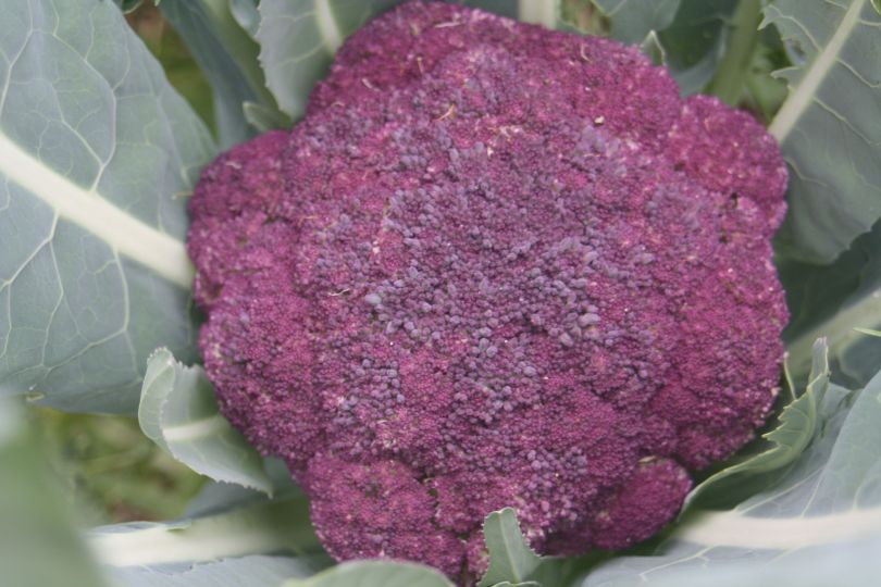 Having trouble getting your children to eat broccoli? Then have a go at growing some purple broccoli this aut/winter and watch their eyes light up at harvest time.