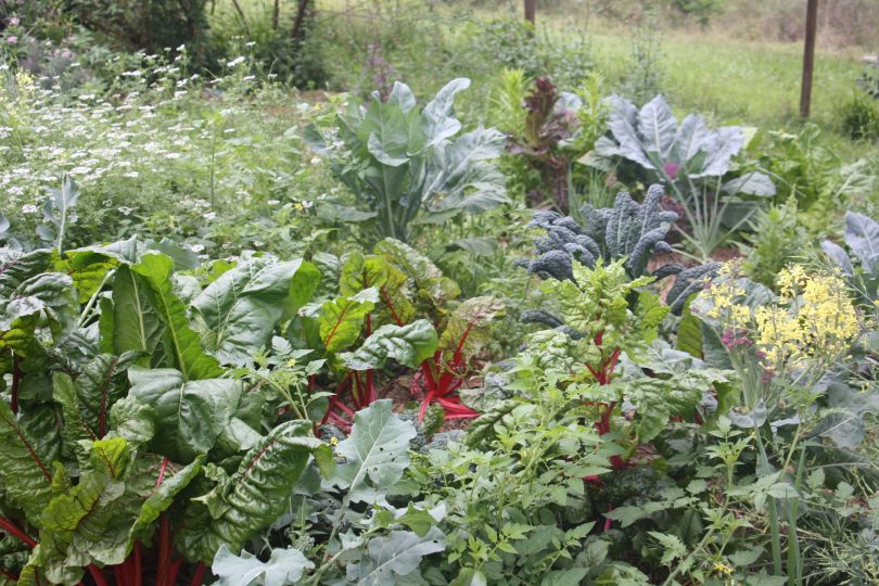 This is our original edible patch at our old house. Biodiversity is one of the keys to success I reckon.
