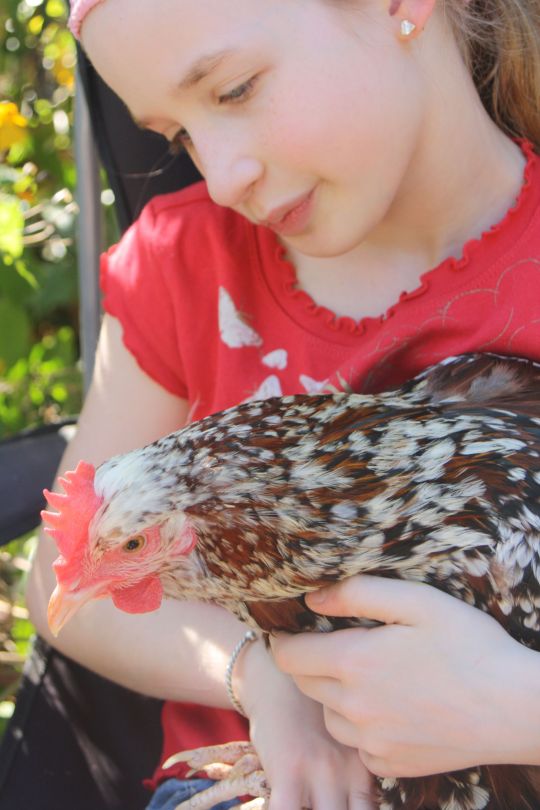 My daughter with our beautiful Speckled Sussex Saffron