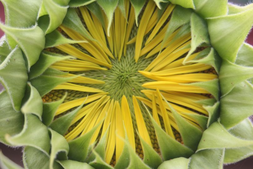 I never cease to be amazed by the beautiful intricacies of nature.