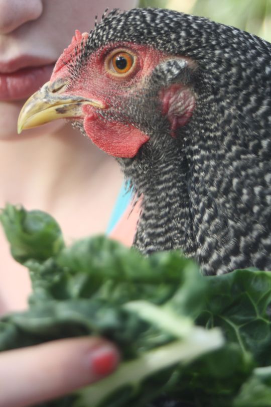 This is our beloved Phryne the Plymouth Rock chicken, she comes along to a lot of the workshops and talks that I deliver on keeping backyard chooks.