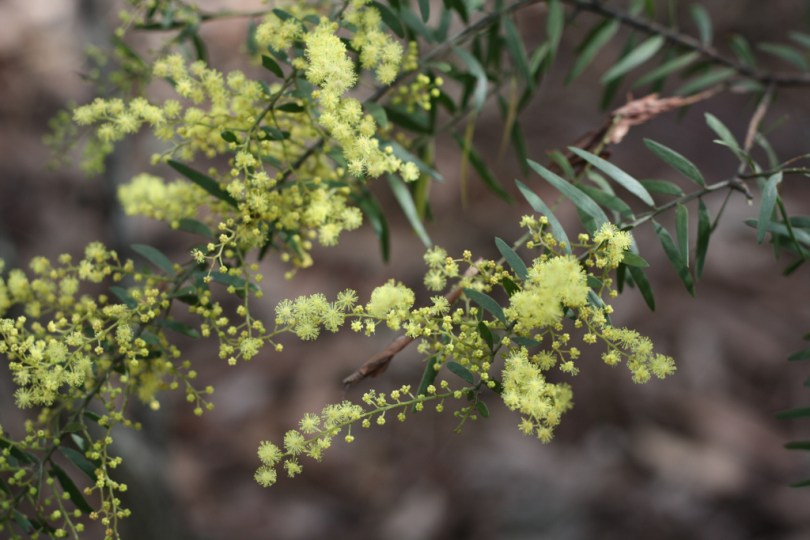 This is a beautiful wattle bearing fragrant lemon coloured flowers growing to 5m and there is a dwarf form.