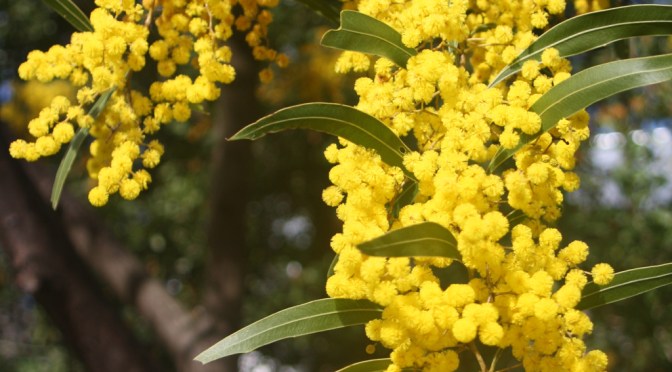 Native Beauties of Winter – The Wattle