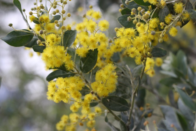 Growing to 5m this wattle stands out due to its striking silver foliage.
