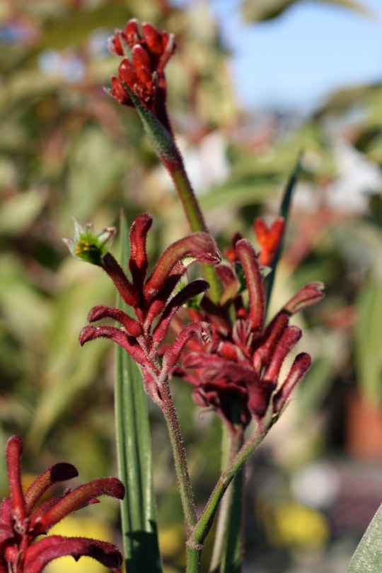 This iconic Australian native flowering plant can be grown in the subtropics if given excellent drainage and good airflow around the plant itself.