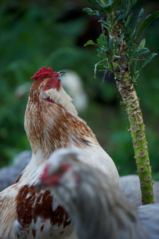 This is Flash our Araucana rooster cross having fun picking the last of the kale.