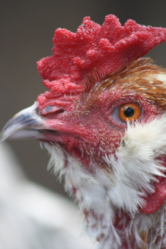 Flash our Araucana cross rooster - close up
