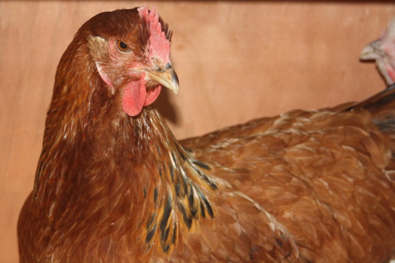 Our Buff Sussex hen Bea. I love all the Sussex, they come in a variety of colours and have wonderful personalities and are reasonable layers too.