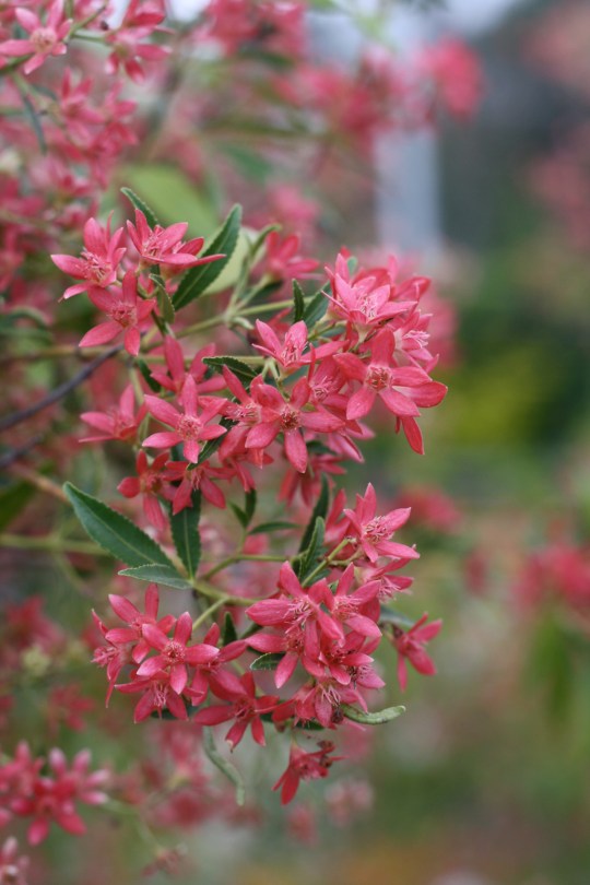 Growing to around 6m the flowers are actually white and it is the calyxes that appear afterwards that are red.