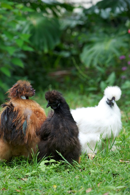The team out in the garden. I find they do a lot less damage compared with other breeds due to the smaller size, five toes and feathered feet.