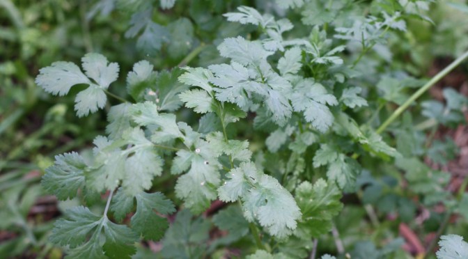 Coriandrum sativum also known as Cilantro is the most commonly used coriander in cooking but it is difficult to grow during the warmer months of the year.