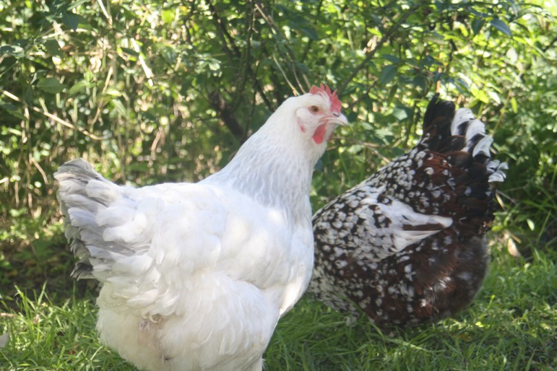 Snowball our Coronation Sussex cruising the backyard with fellow Sussex Saffron.