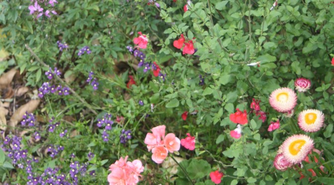 Subtropical Cottage Gardens