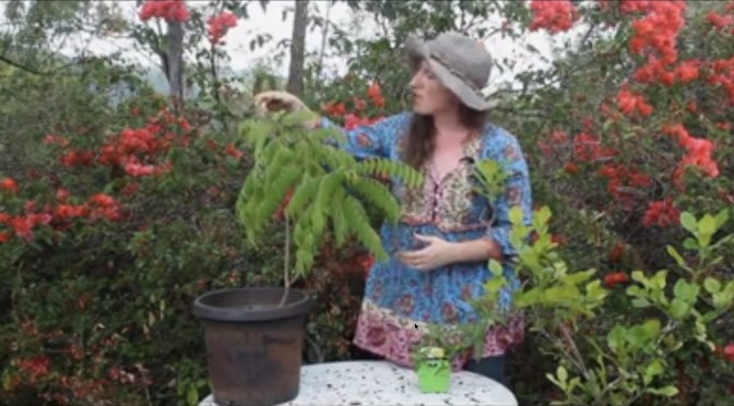 Wow Factor Herbs – Great herbs for Asian Cooking