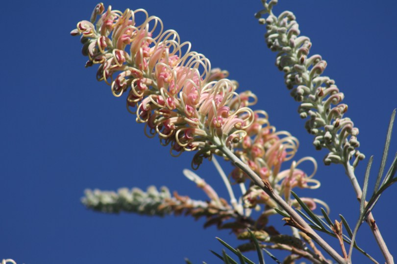 Grevillea ‘Caloundra gem’