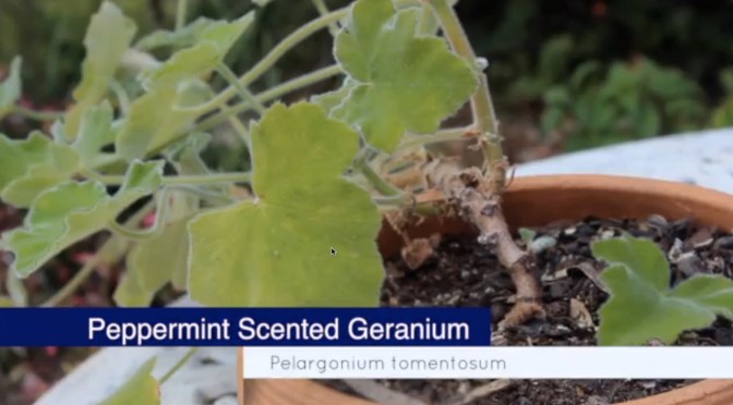 Wow Factor Herbs – Peppermint Scented Geraniums