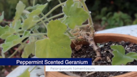 peppermint scented geranium