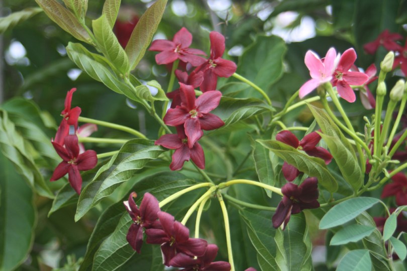 An absolutely stunning semi-deciduous climber for subtropical climates. The flowers have the most intoxicating fragrance.