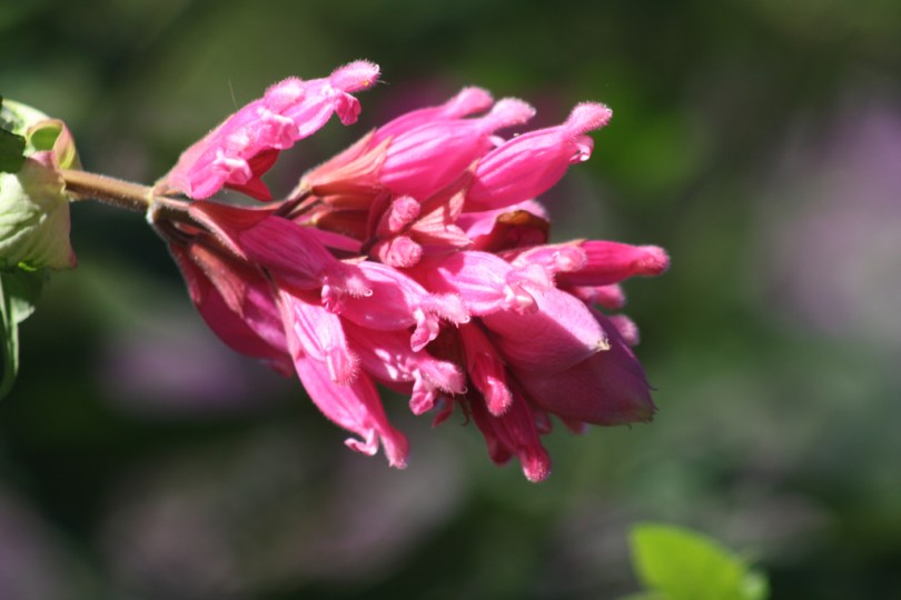 This is one of the largest perennial salvias, growing to around 2m high by about 2.5m wide and sometimes even more.