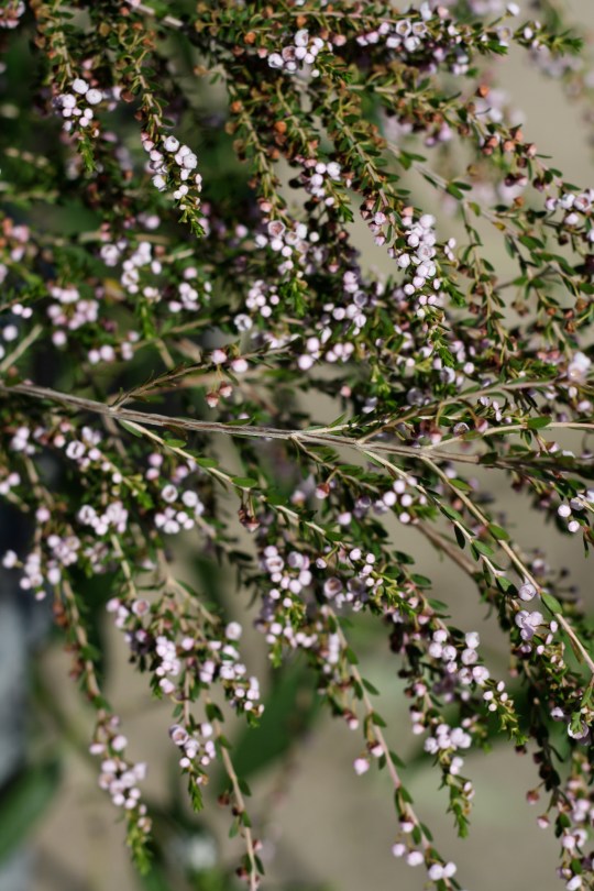 Thryptomene saxicola 'F. C. Payne'