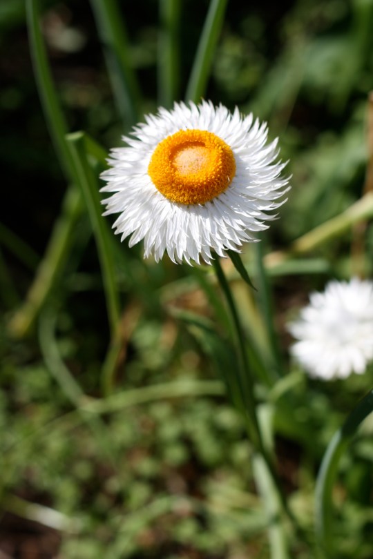 hebaceous perennial bearing the infamous papery daisy-like flowers in a range of colours.