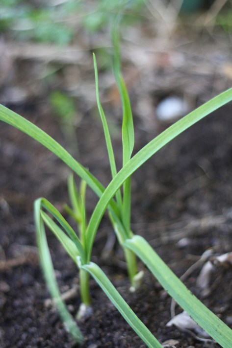 garlic growing just 14 days after planting.