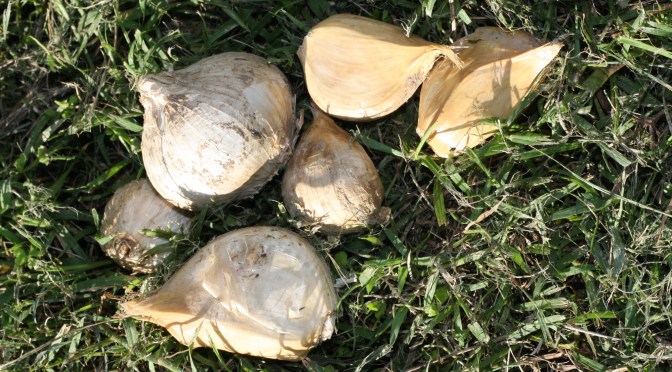 Last Call to Get your Garlic In.