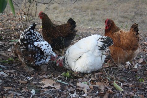 L-R Speckled Sussex, Gold Laced Wyandotte, Light Sussex & Buff Sussex 