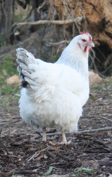 Snowball our Coronation Sussex on location. This is where we want to start our new vegie patch, so I have been encouraging them with some grain to turn over the soil for me.