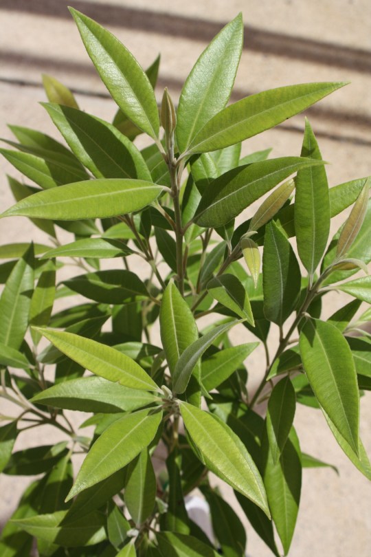 Backhousia citriodora Leaves