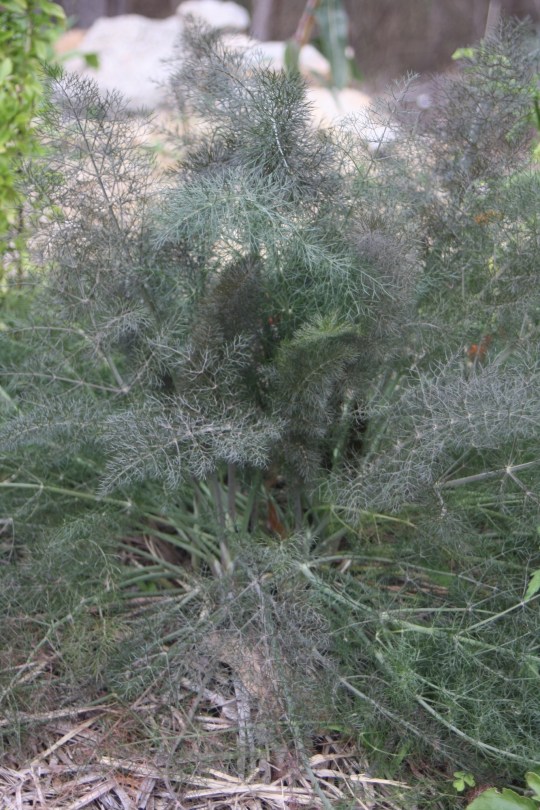 attractive bronze fennel