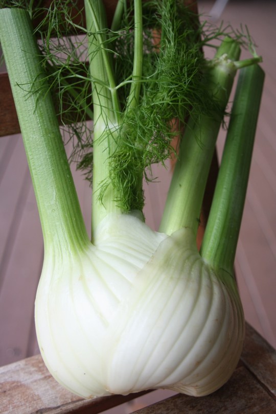 bulbous stem of Florence fennel