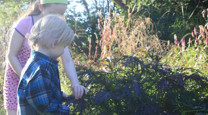 Gardening with Children – Harvest Time