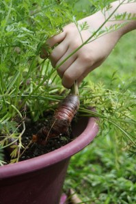 Harvest time is the best time