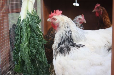 Healthy chooks need greens