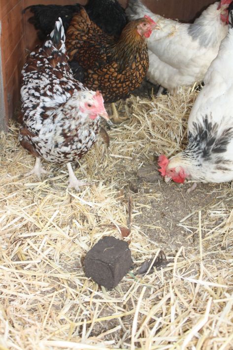 The Girls enjoying a Peckablock