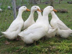 Pekin Ducks are a backyard favourite. 