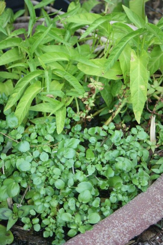 Watercress growing in one of our small pond