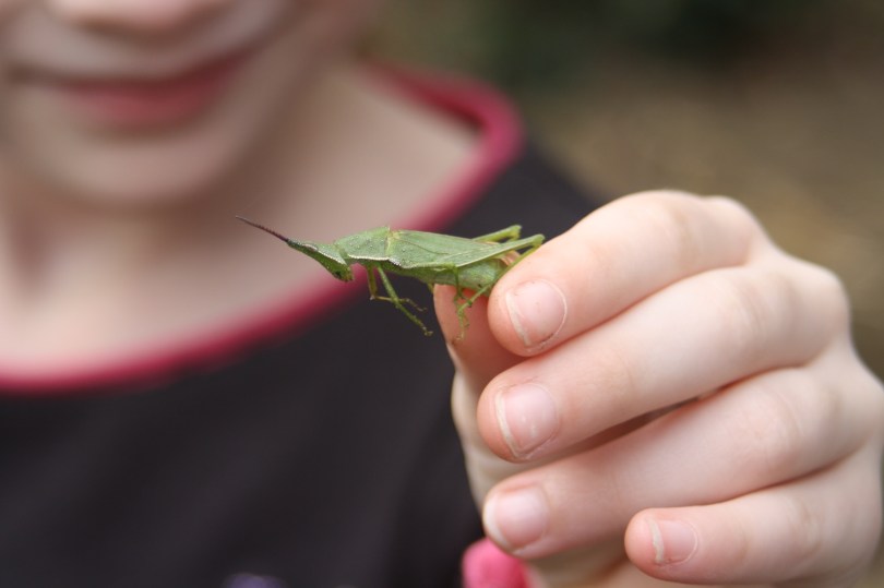 child holding grasshopper