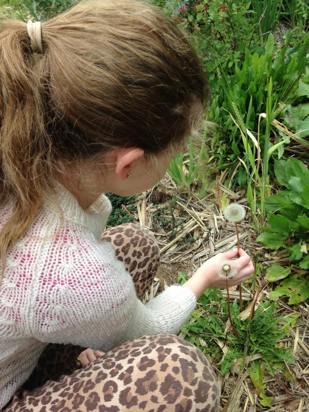 Dandelion clock