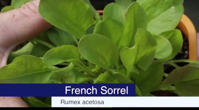 Mysterious Salad Greens