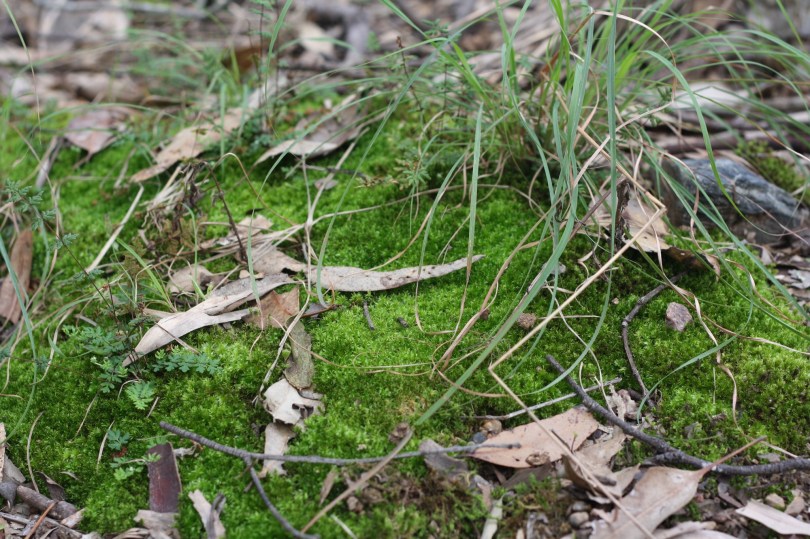 ferms germinating in moss