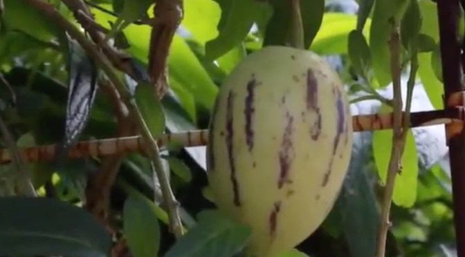 Pepinos and Potted fruit trees
