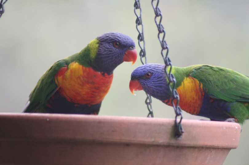 Rainbow Lorikeets  
