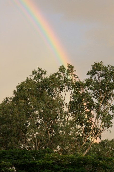 Rainbow through trees