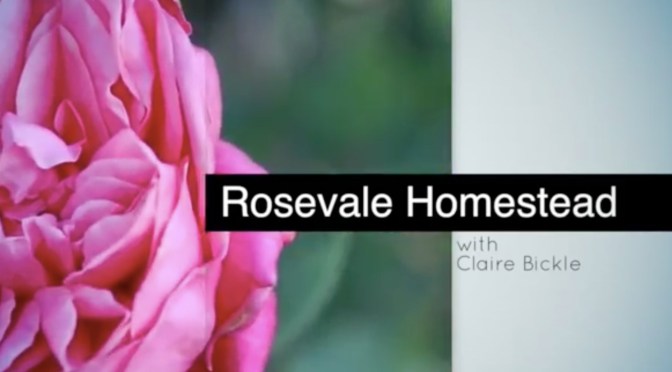 Rosevale Homestead – Heritage roses in SEQ 
